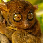 asie quizz tarsier ph