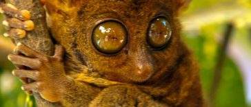 asie quizz tarsier ph