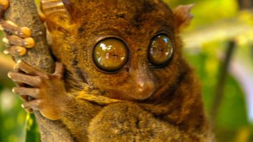 asie quizz tarsier ph