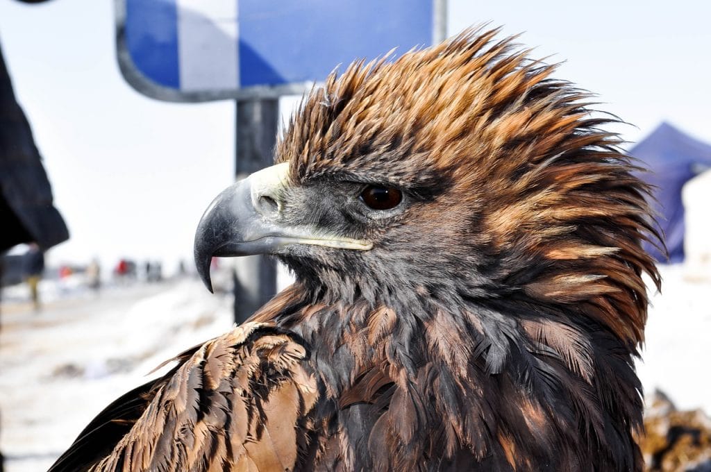 mongolia eagle photo