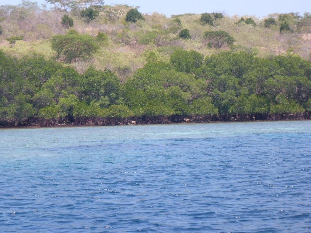Menjangan est nommé d'après les daims, qui sont les seuls habitants de l'île. Comme c'est la saison sèche, ils viennent boire dans la mangrove.