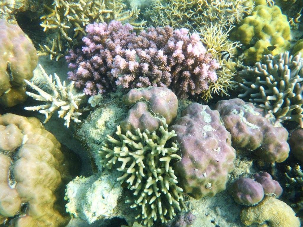 La vie sous-marine de Komodo est absolument magnifique! Grande diversité de coraux
