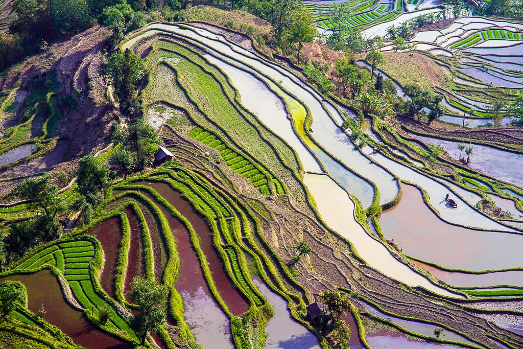 yunnan rice terraces photo