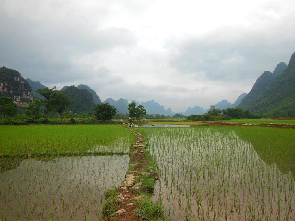 yunnan rice terraces photo