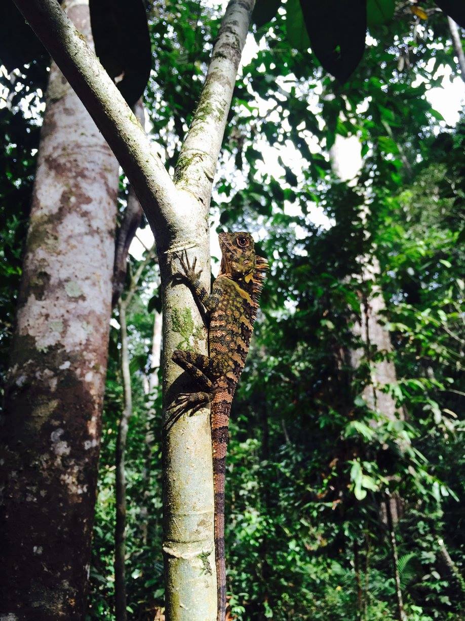 Pendant que j'essayais de repérer les orangs-outans, j'ai rencontré ce grand lézard à tête d'angle. Sa couleur de peau changera en conséquence à son environnement comme un caméléon fera.