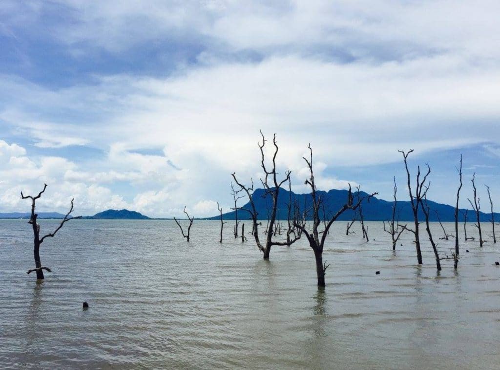 Arbres morts dans la mangrove Bako Malaisie
