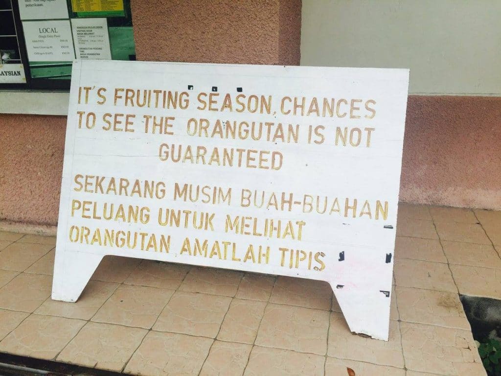 orang outan borneo malaisie