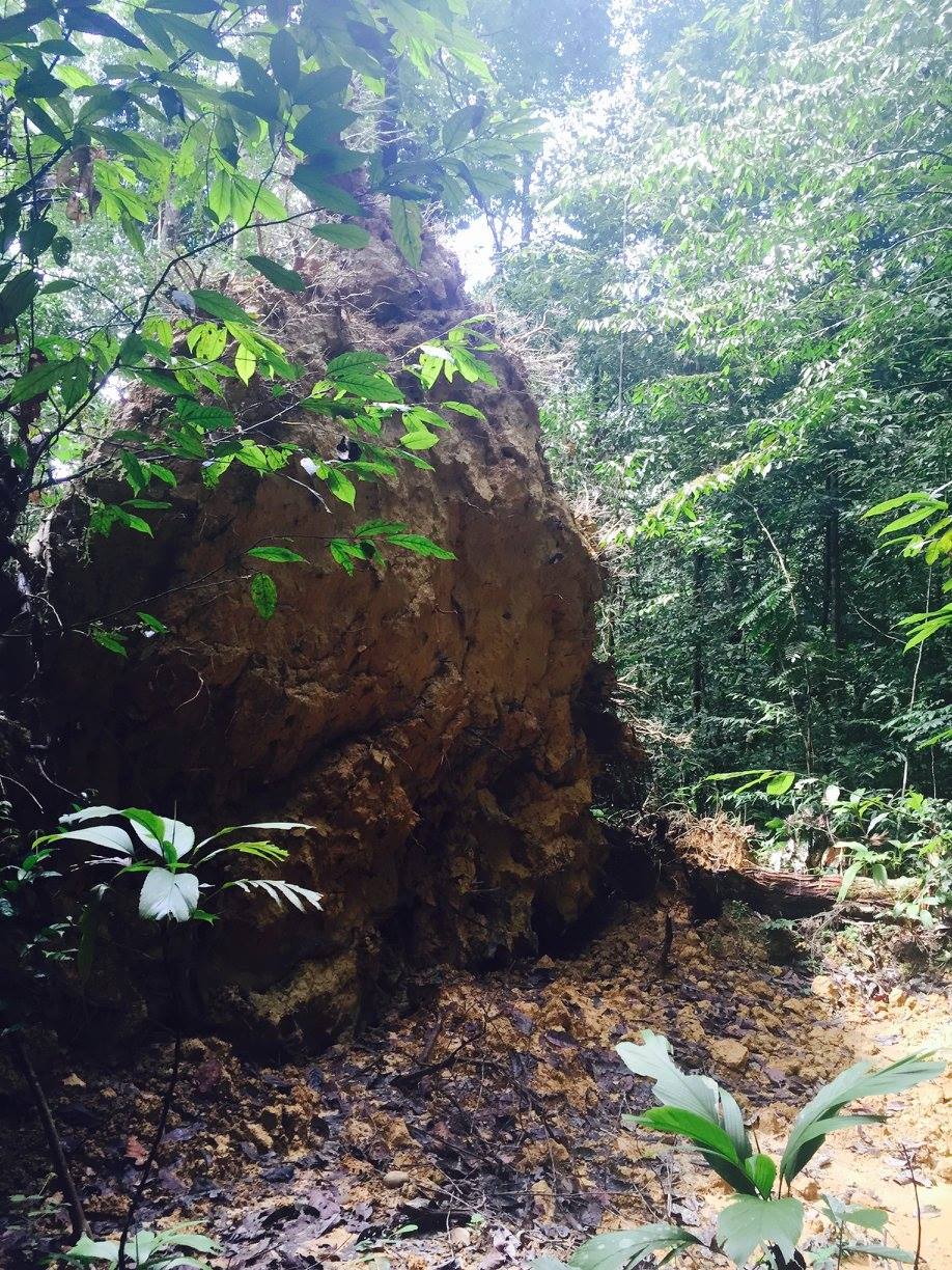 Le sol dans la forêt tropicale est pauvre et très peu profond. Quand il y a trop de pluie quelques arbres géants vont tomber, manquant de soutien de leurs racines.