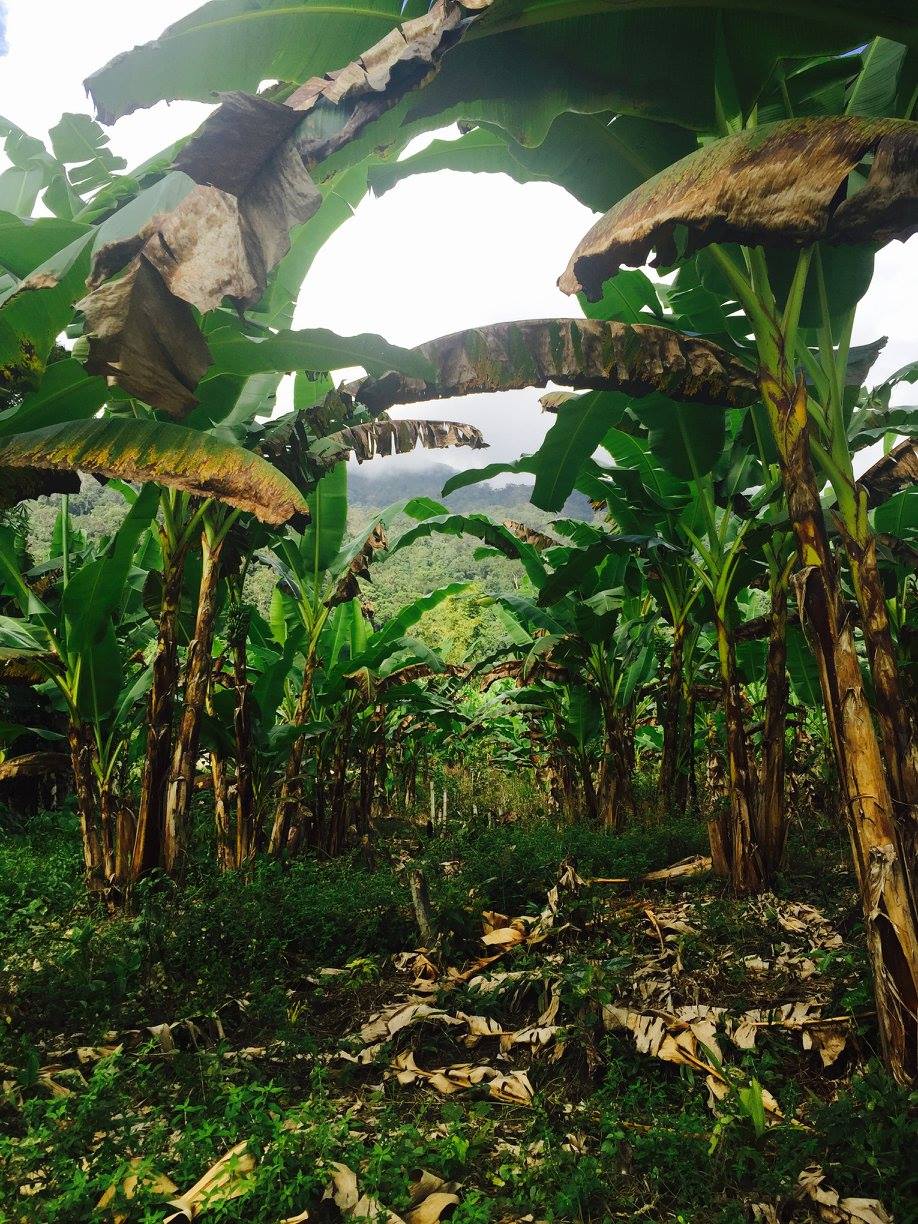 Plantation de Banane 