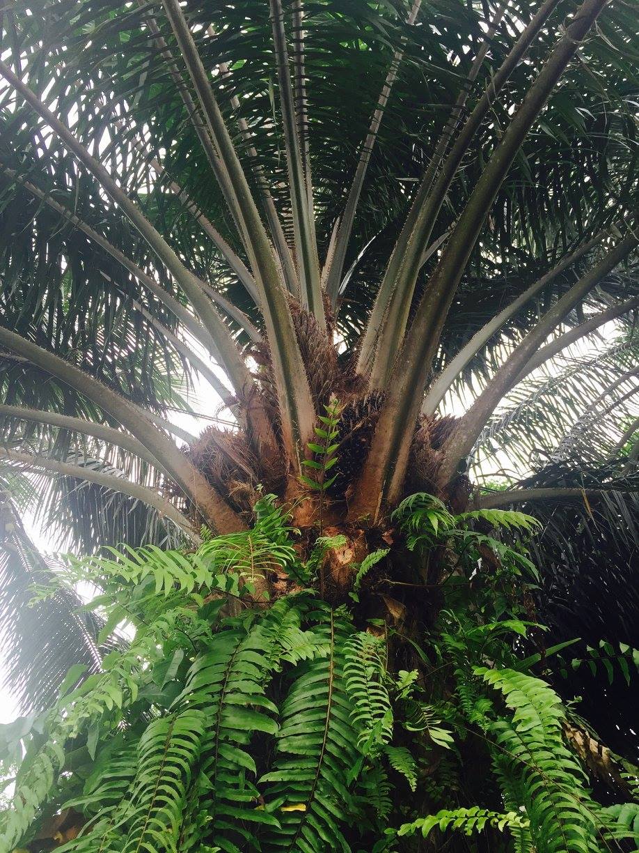 arbre pour huile de palme!