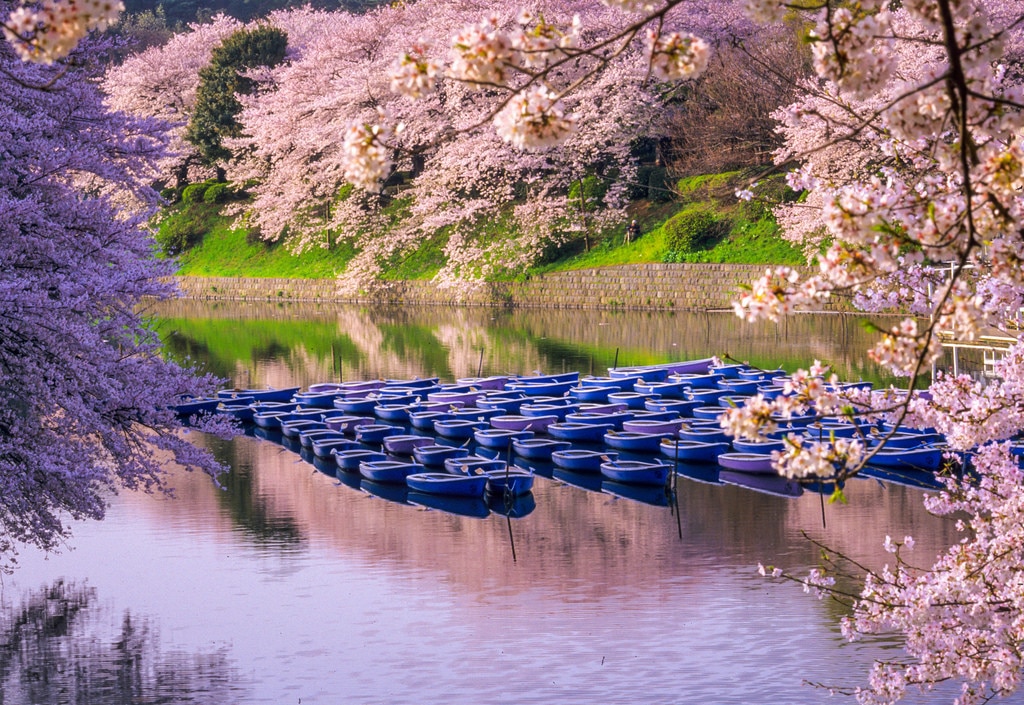 cherry blossum photo
