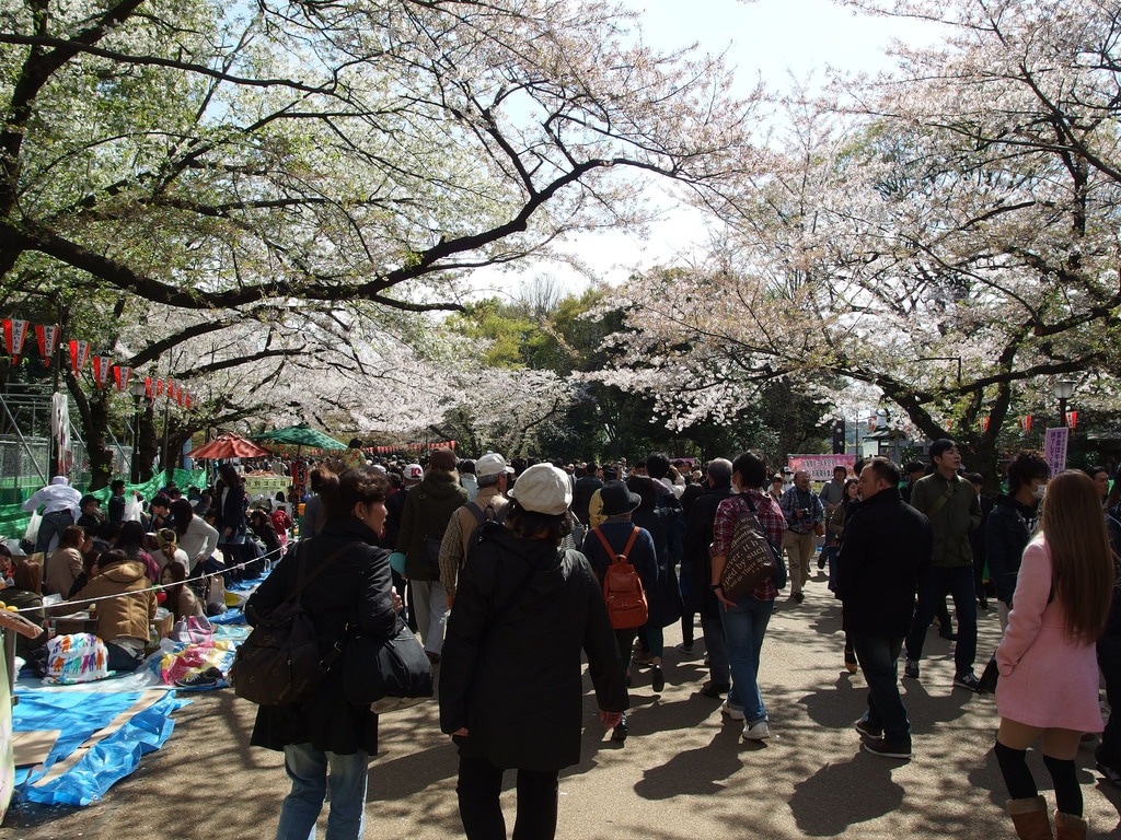 festival cherry blossom japan photo